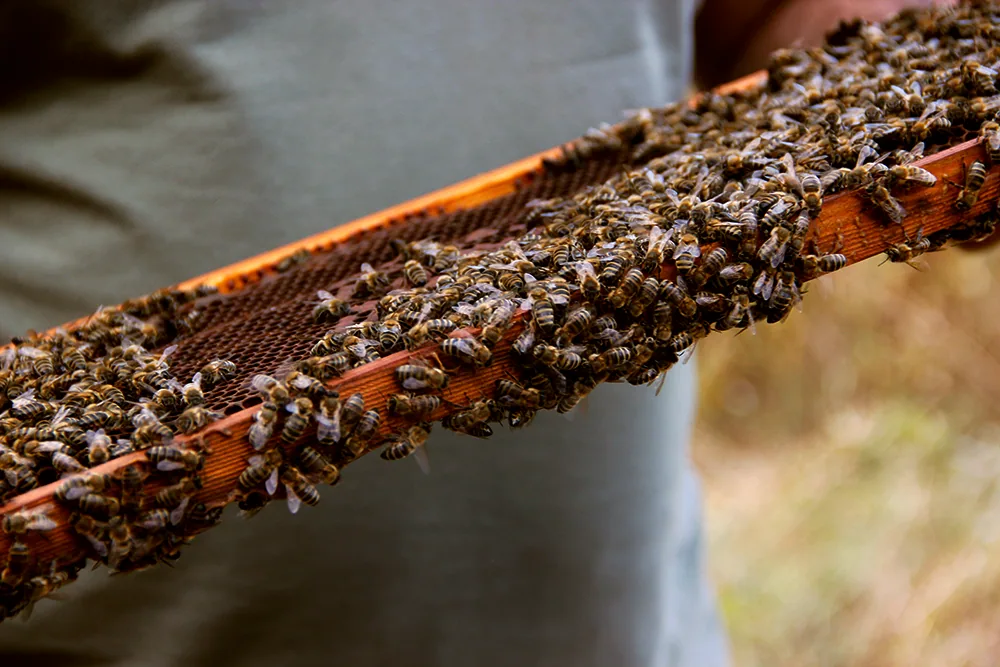 aesthlos wild oak honey, bees